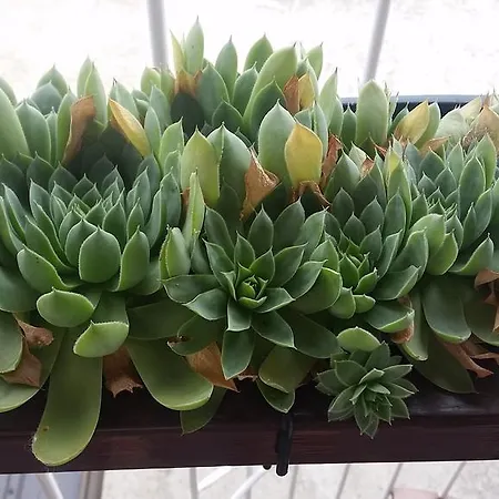 Aida Apartman Bihać